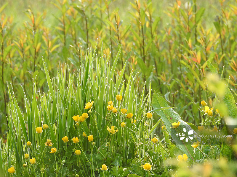 英国乡村乳品农场上的黎明金凤花草甸图片素材
