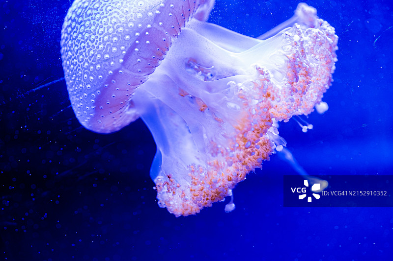水族馆中色彩鲜艳的水母特写图片素材
