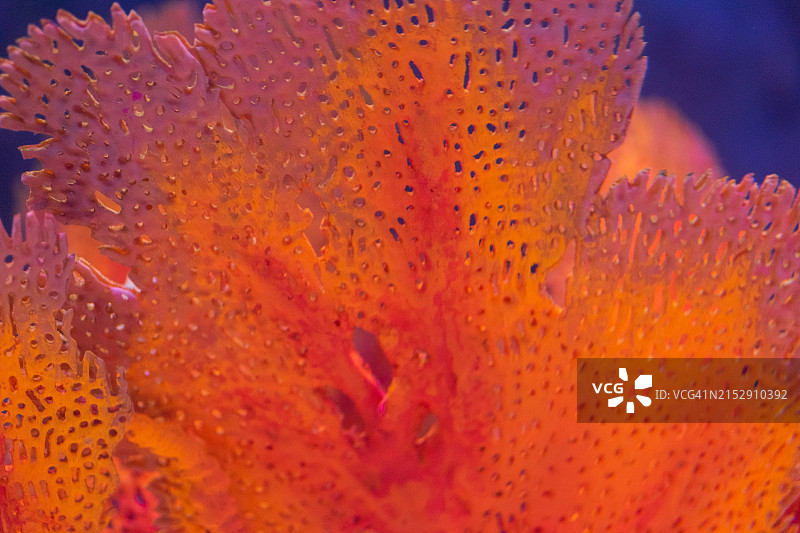 红色珊瑚图片素材