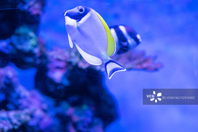 珊瑚与鱼图片素材