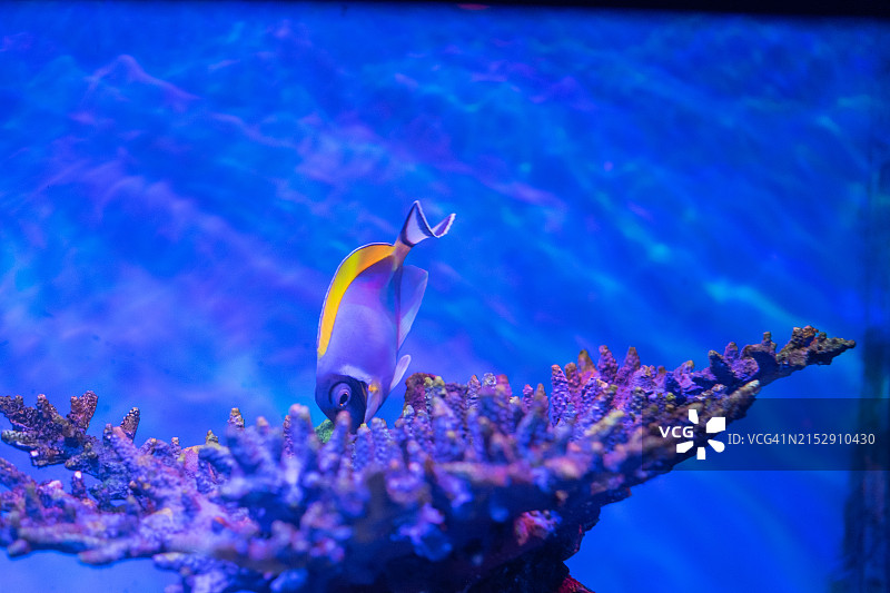 珊瑚与鱼图片素材