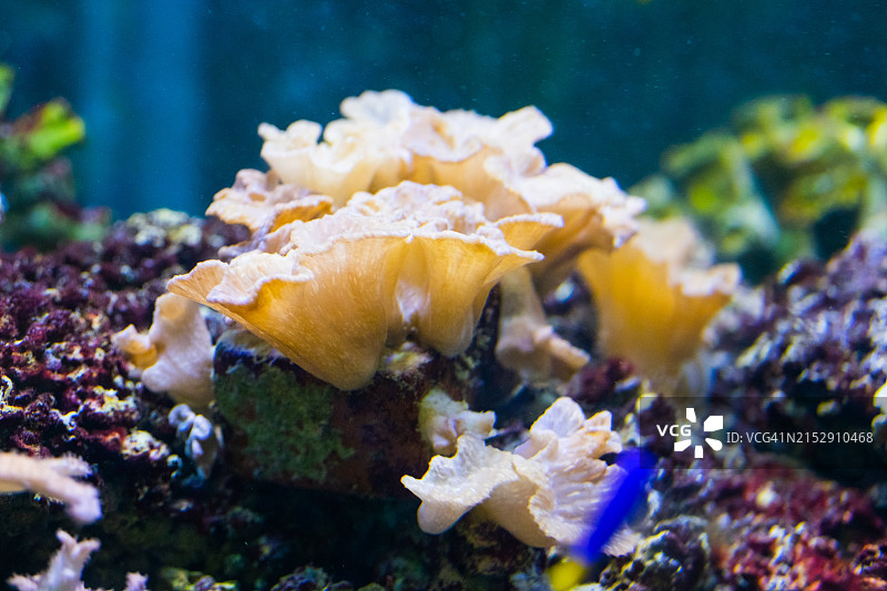 珊瑚与鱼图片素材