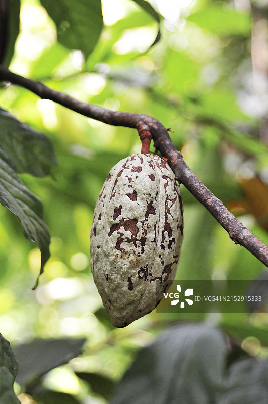斯里兰卡种植园里的可可树图片素材
