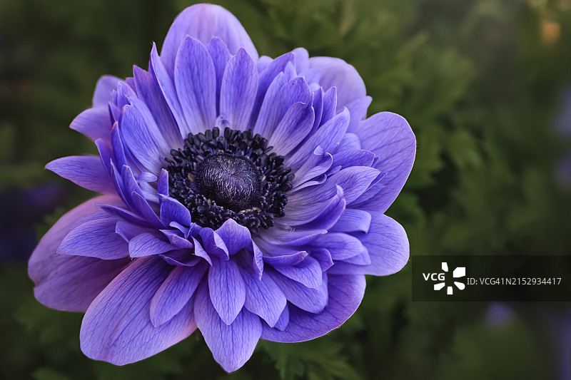 夕阳下的银莲花图片素材