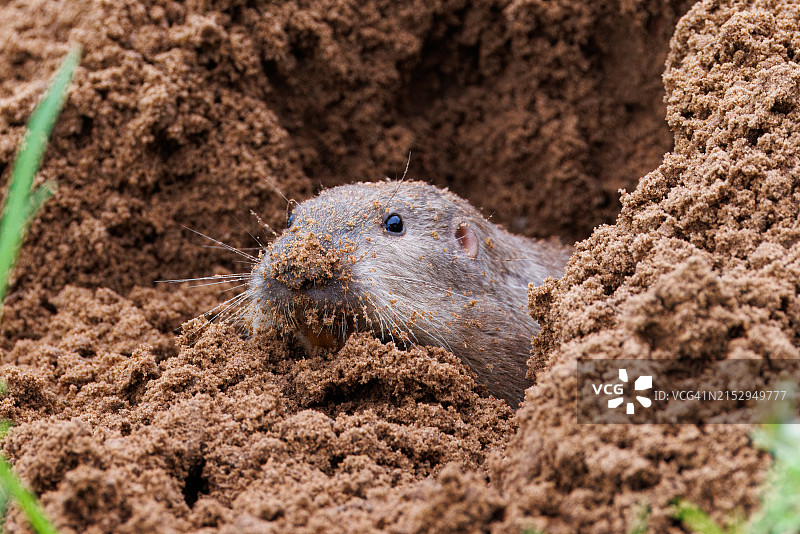 囊地鼠图片素材