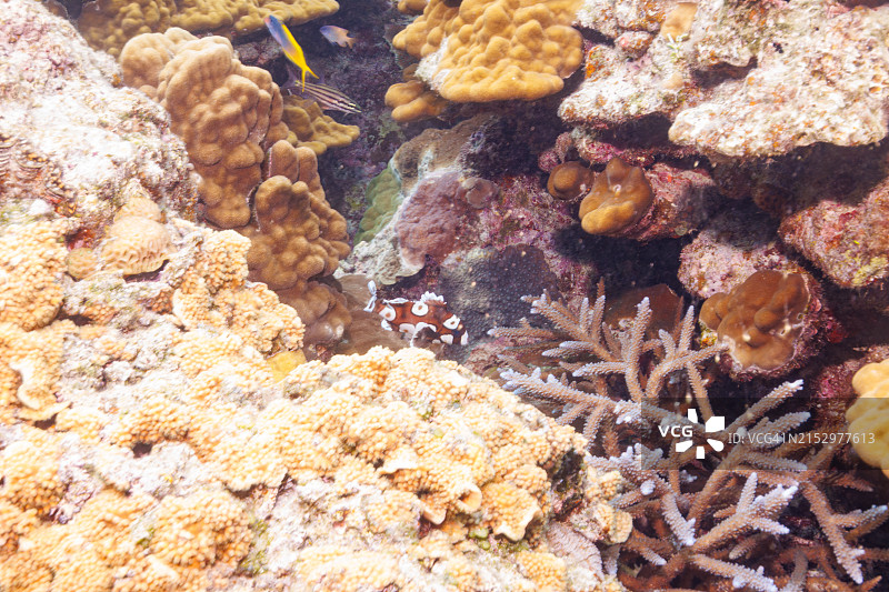 珊瑚礁上可爱的 Harlequin sweetlips 幼鱼图片素材