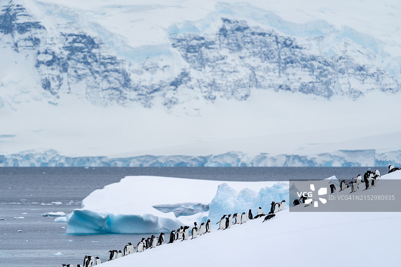 南极洲库弗维尔岛上的巴布亚企鹅群图片素材