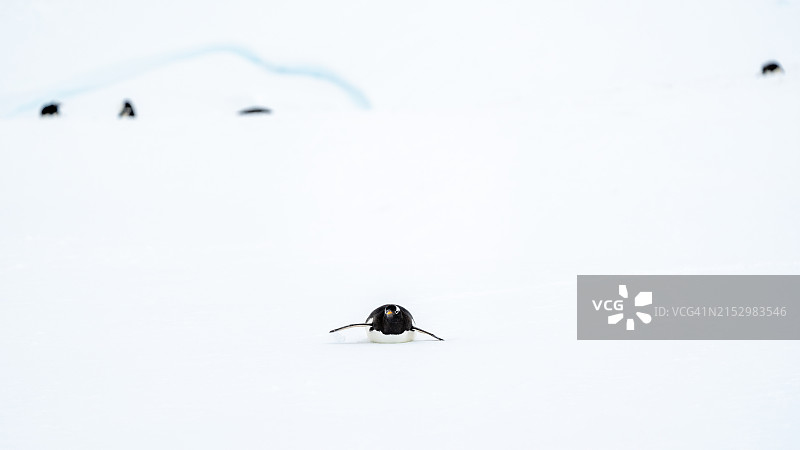 南极洲库弗维尔岛上的巴布亚企鹅群图片素材