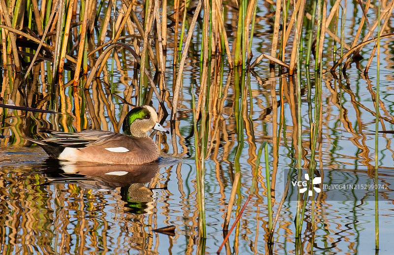 在加利福尼亚州比尤特县萨克拉门托谷格雷洛奇野生动物区发现的美洲Wigeon图片素材