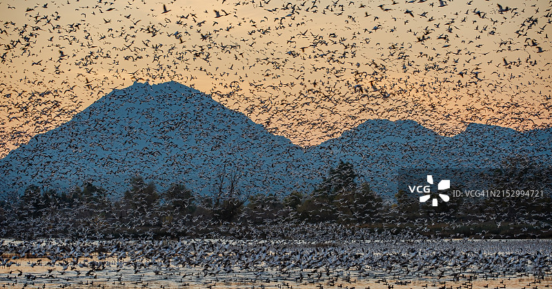 日落时分飞越加州野生动物保护区的雪雁图片素材