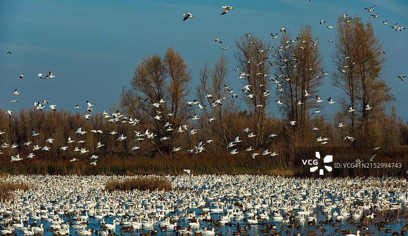 加利福尼亚州萨克拉门托河谷格雷洛奇野生动物区飞翔的小雪雁图片素材