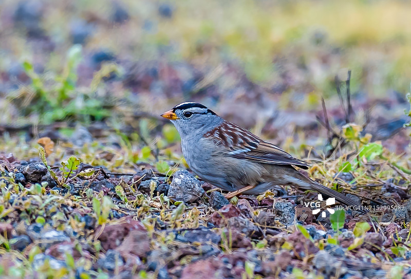 白冠麻雀，摄于加利福尼亚州萨克拉门托河谷格雷洛奇野生动物区图片素材