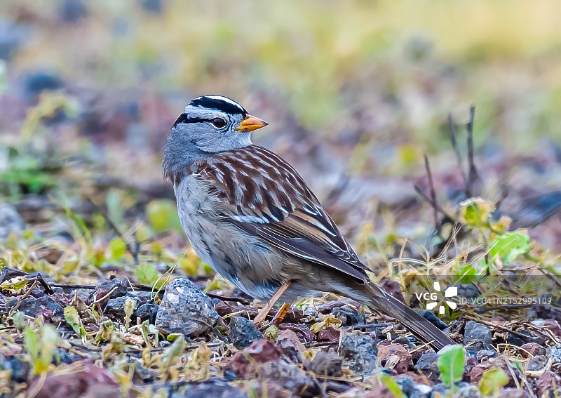 白冠麻雀，摄于加利福尼亚州萨克拉门托河谷格雷洛奇野生动物区图片素材