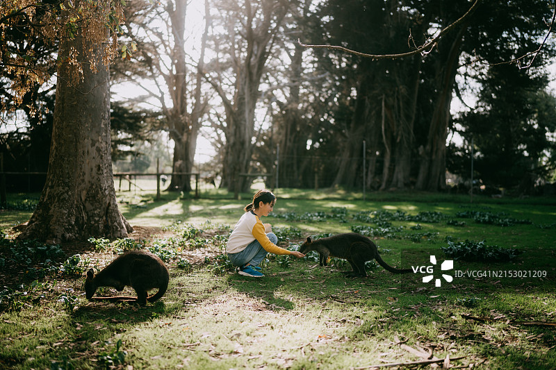 在澳大利亚与小沙袋鼠在一起的年轻女孩图片素材