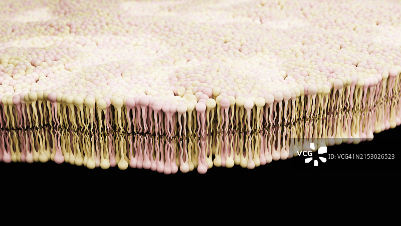 双层脂质膜图片素材