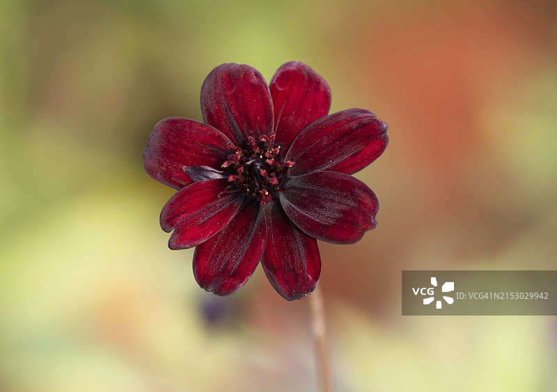巧克力波斯菊图片素材