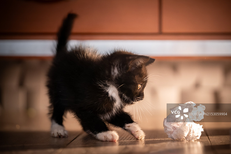 小猫玩纸球图片素材