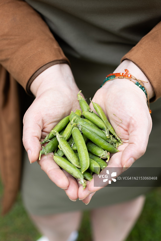 女性手中的豌豆荚，健康生活方式概念图片素材