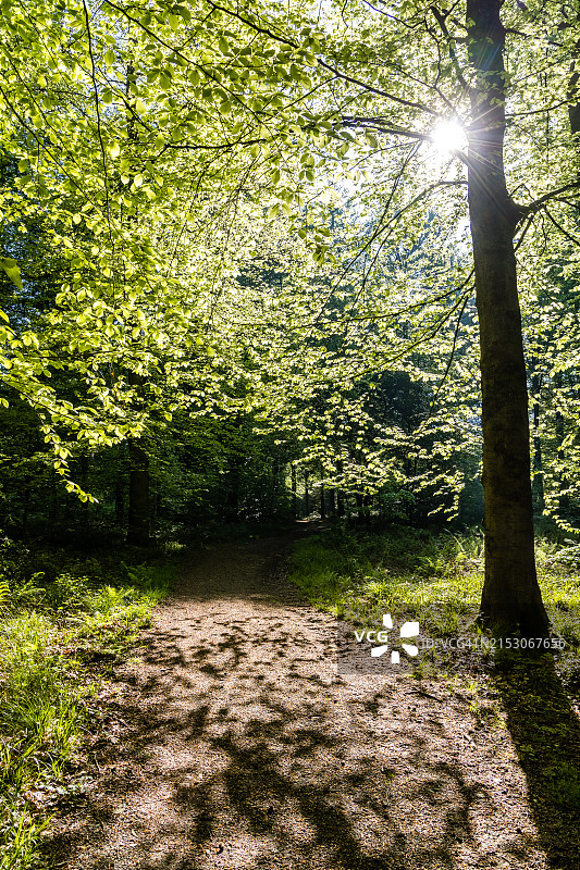 春日里，逆光照耀下的山毛榉林间土路图片素材