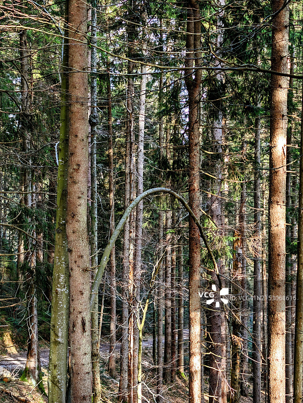 森林树木，上巴伐利亚，巴伐利亚，德国图片素材