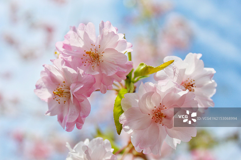 日本奈良的樱花特写图片素材