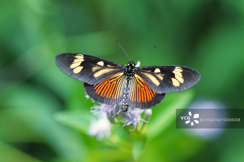 蝴蝶在花上的特写图片素材
