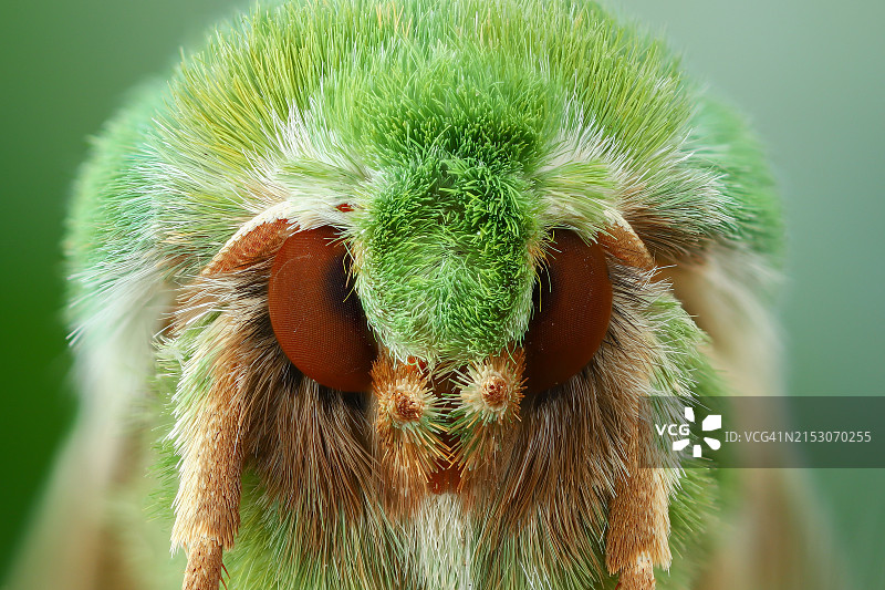 昆虫在植物上的特写图片素材