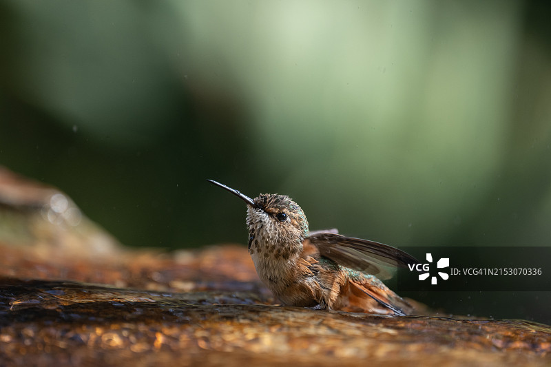 美国加利福尼亚州蒙特西托岩石上的松鼠特写图片素材