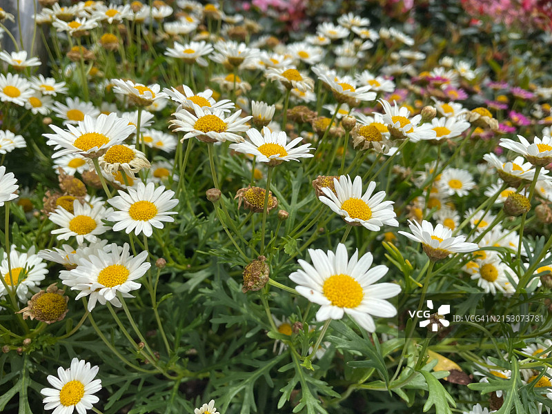 马来西亚槟城亚依淡的白色雏菊花朵特写图片素材