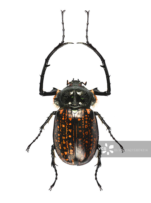 白色背景下的甲虫特写图片素材