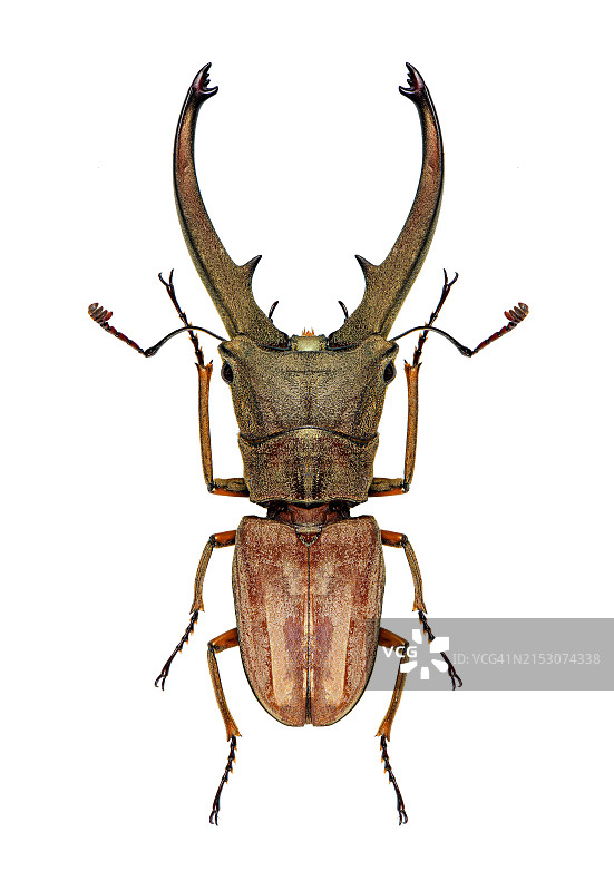 白色背景上的蝎子特写图片素材