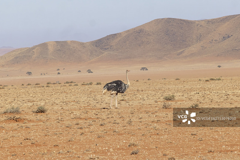 鸵鸟飞越沙漠的侧视图图片素材