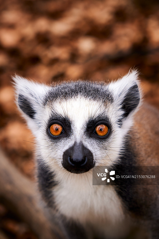戒指特写图片素材