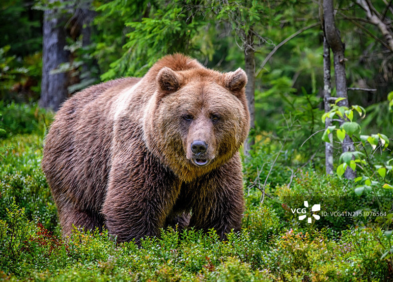 棕色棕熊站立在森林中图片素材