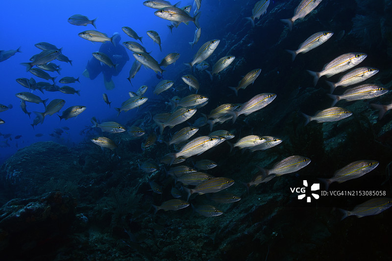 侧挂式潜水图片素材