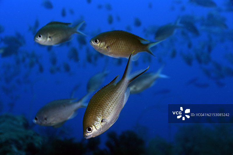 棕色光鳃鱼图片素材