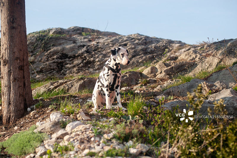 达尔马提亚犬图片素材