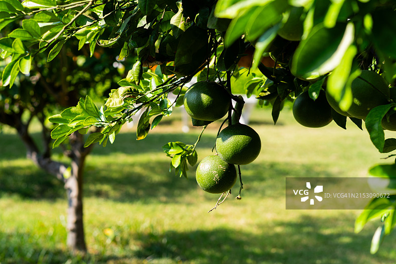 树上的水果特写图片素材