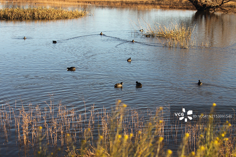 湿地风光图片素材