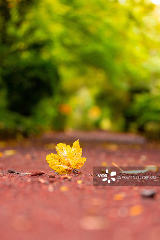 澳大利亚维多利亚州马其顿山枫叶特写图片素材