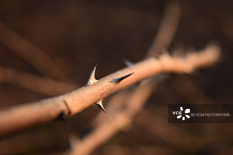 塞尔维亚植物特写图片素材