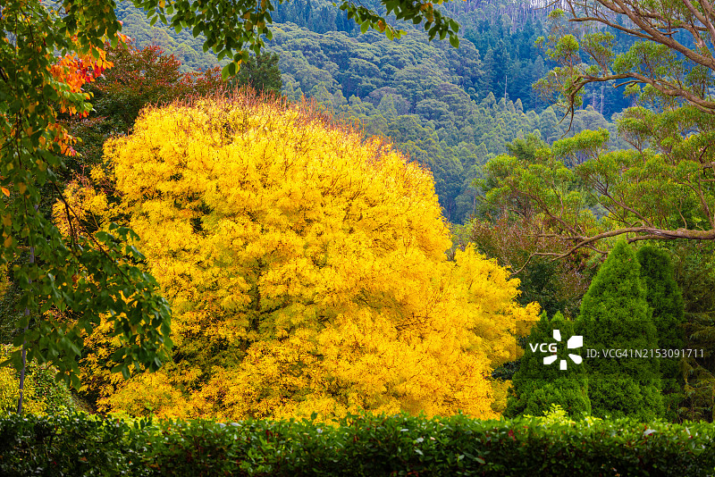 澳大利亚维多利亚州麦士顿山森林黄花树风光图片素材