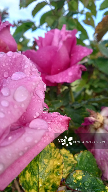 粉色湿玫瑰特写，美国加利福尼亚州洛马琳达图片素材