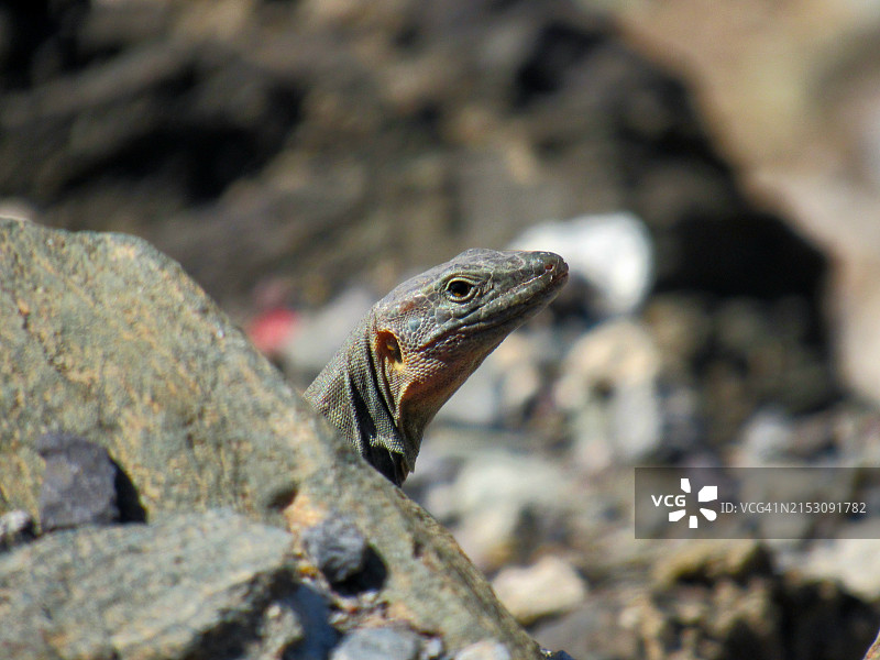 蜥蜴特写图片素材