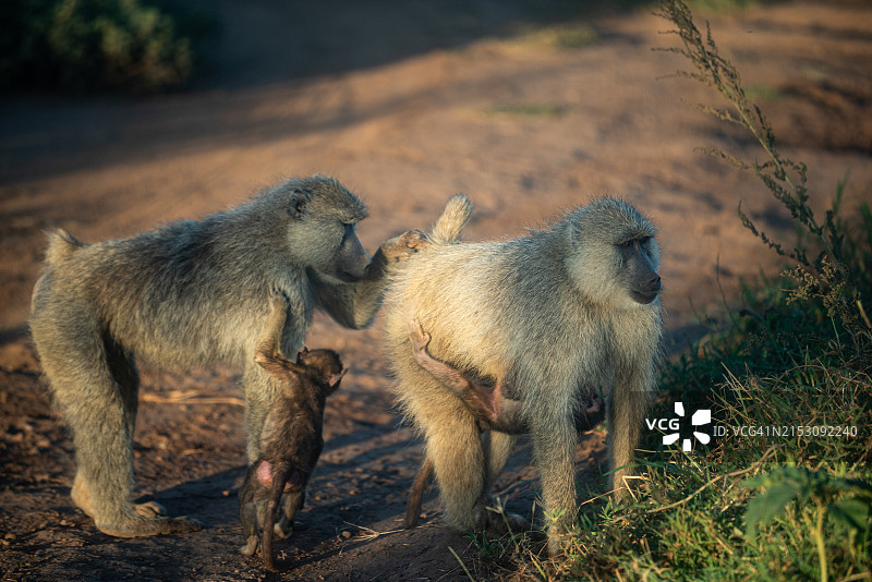 两只猴子打架图片素材