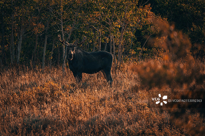 麋鹿站在森林中的侧视图，麋鹿山，美国怀俄明州图片素材