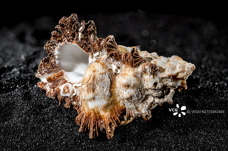 黑色背景上的贝壳特写，乌克兰敖德萨图片素材