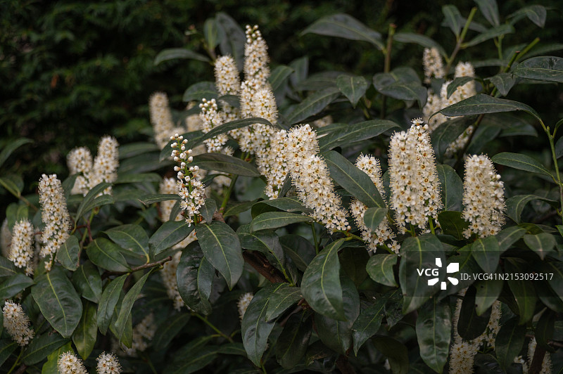 开花植物的特写图片素材