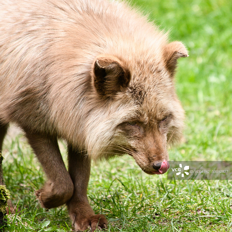 田野上的熊特写图片素材