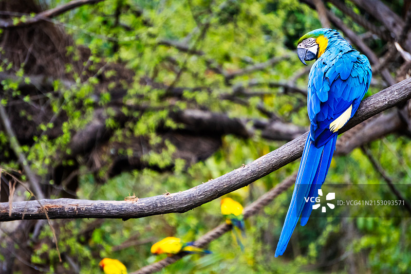 印度昌迪加尔，金刚鹦鹉栖息在树枝上的特写图片素材